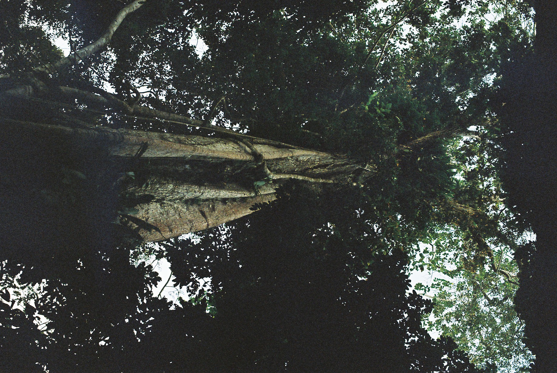Large old tree in the Amazon