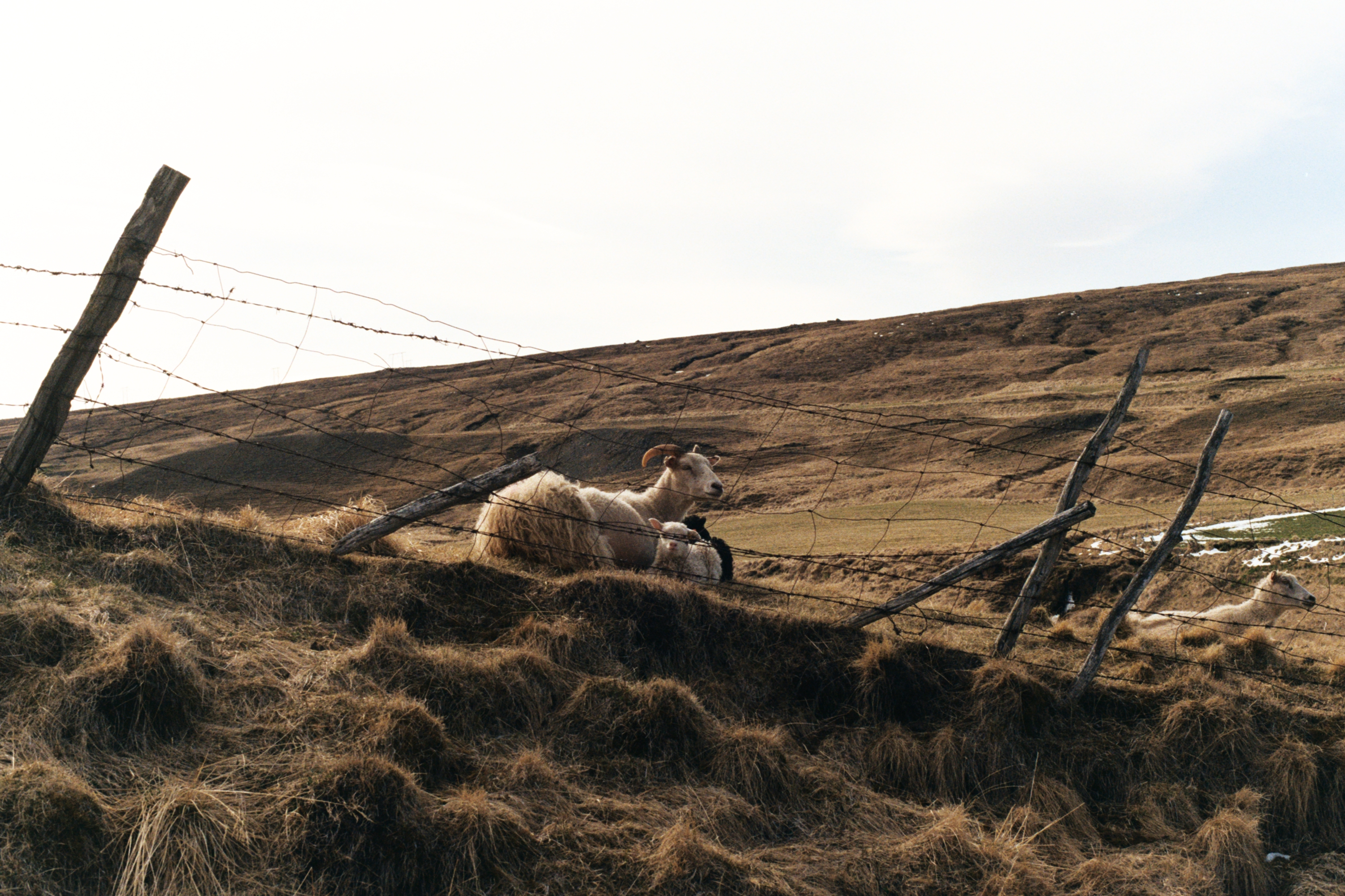 Sheep lying in the grass in Iceland