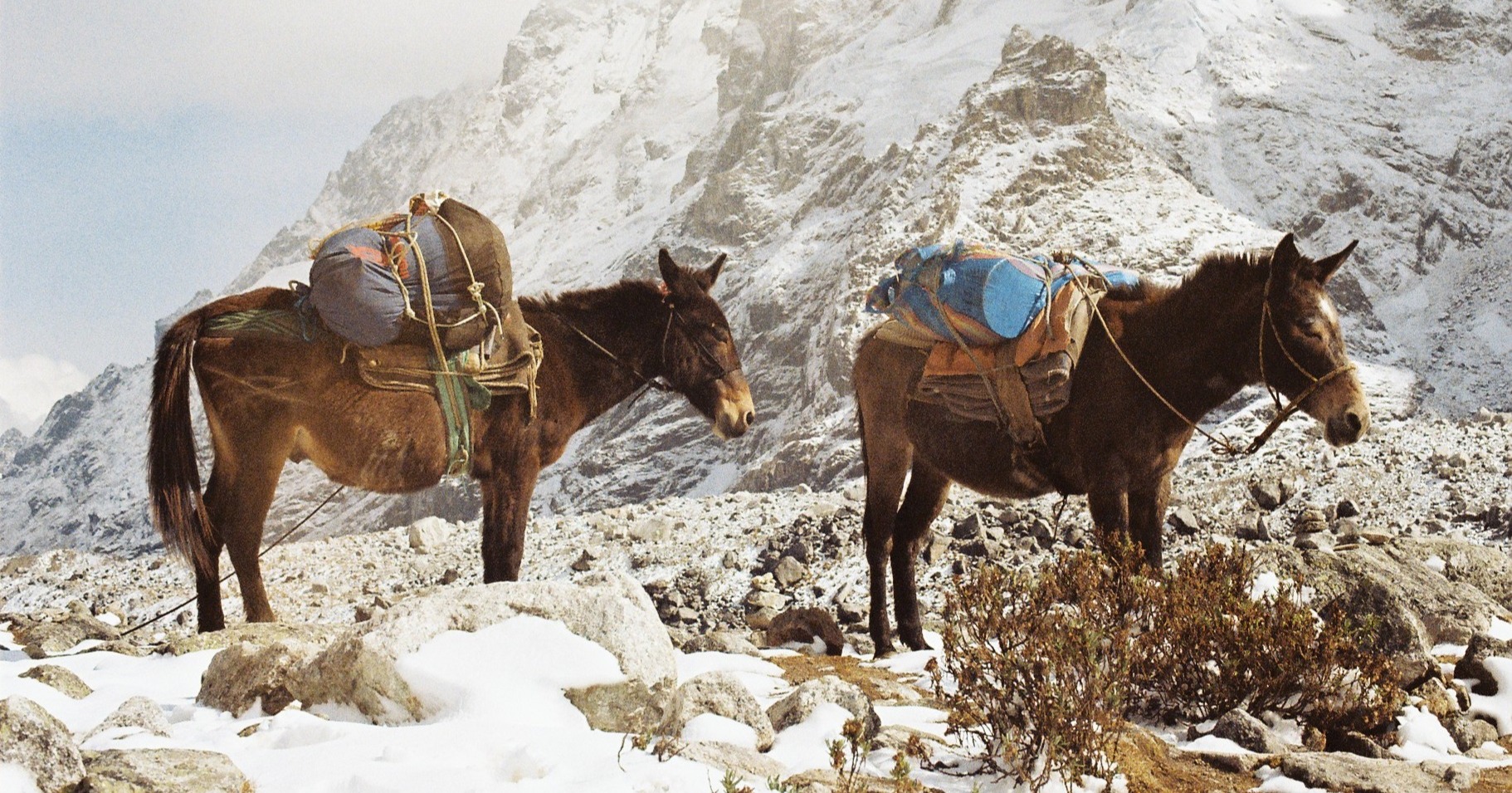 Pack mules on the Salkantay trail in Peru