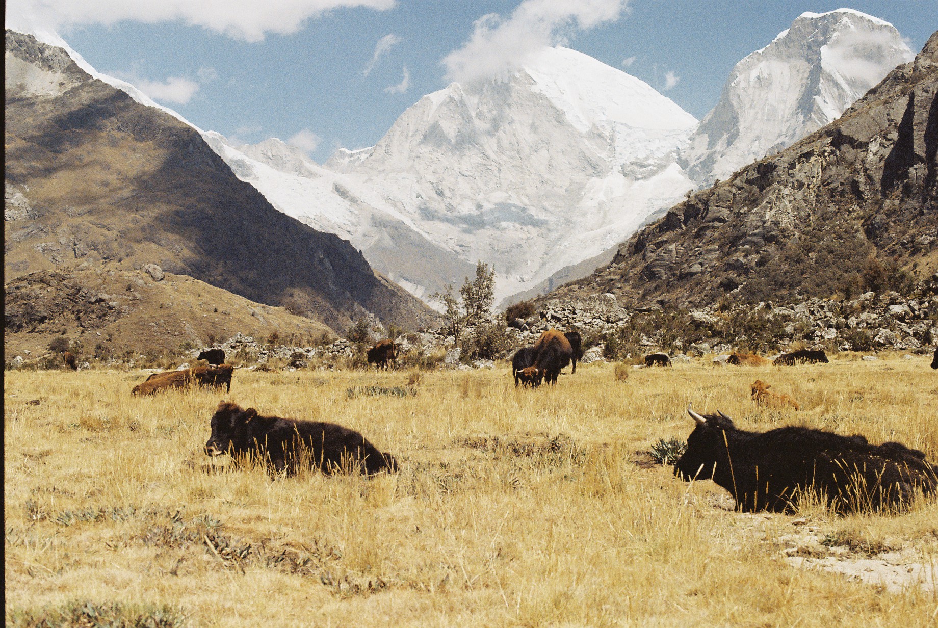 Cows grazing in a valley in the Andes near Laguna 69.