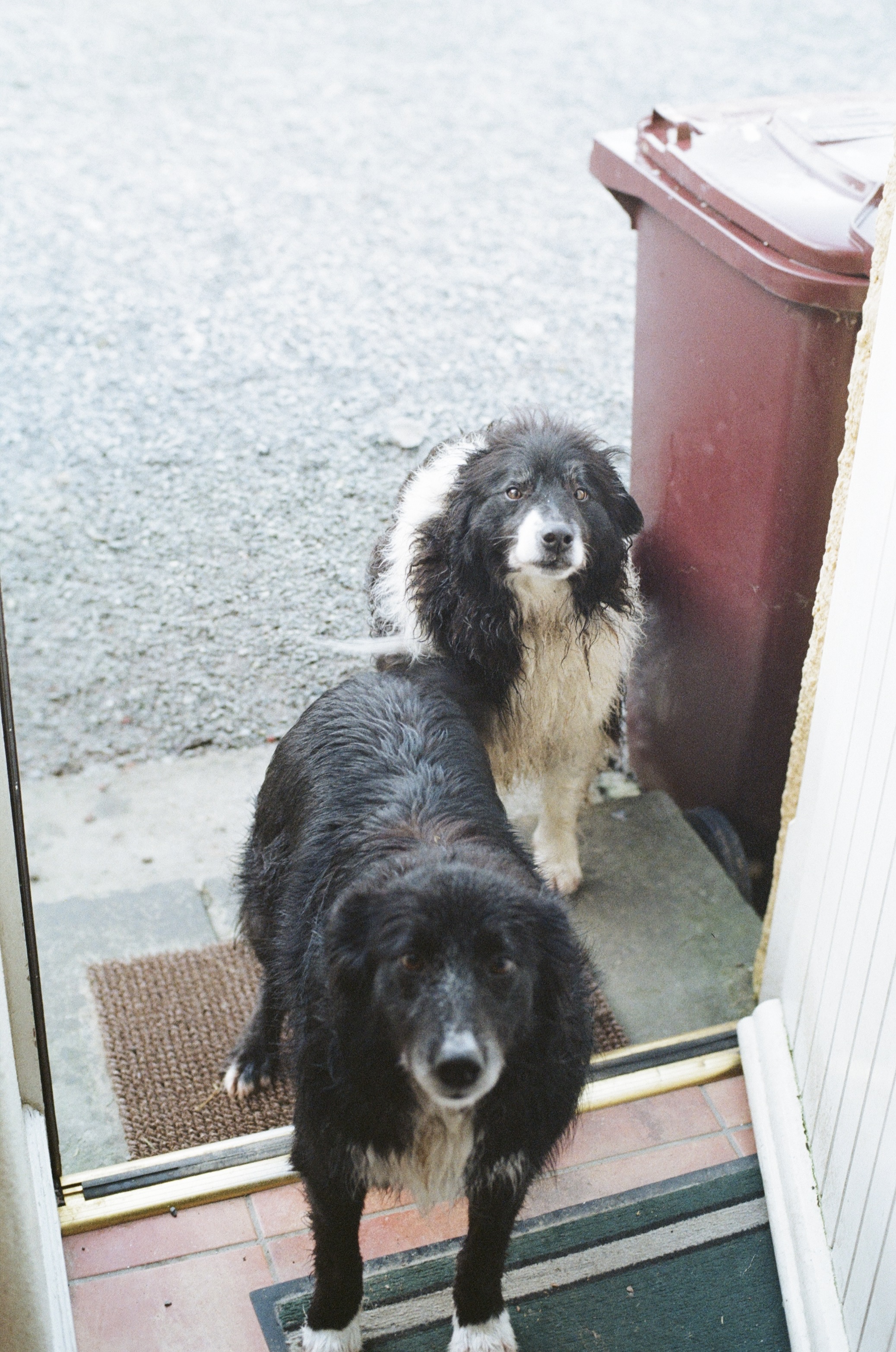 Image of two collies, Ireland.
