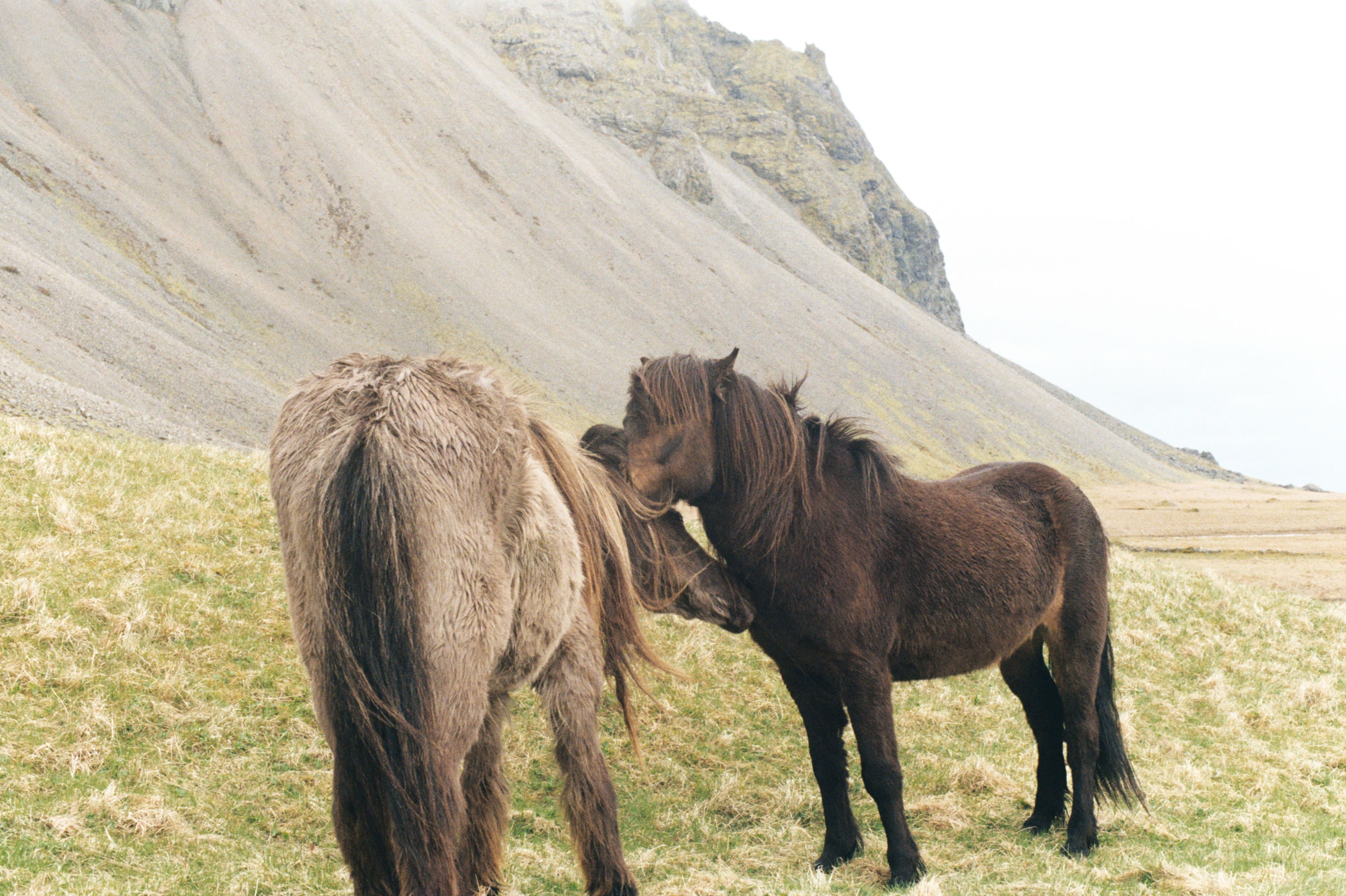 Horses grooming each other in Iceland.