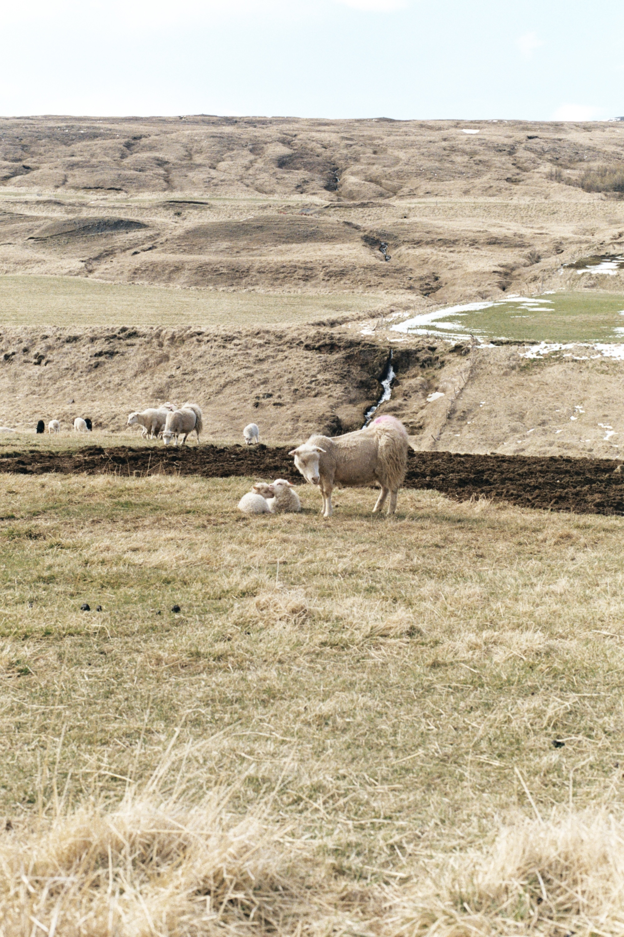 Sheep near Studlagil canyon in Iceland