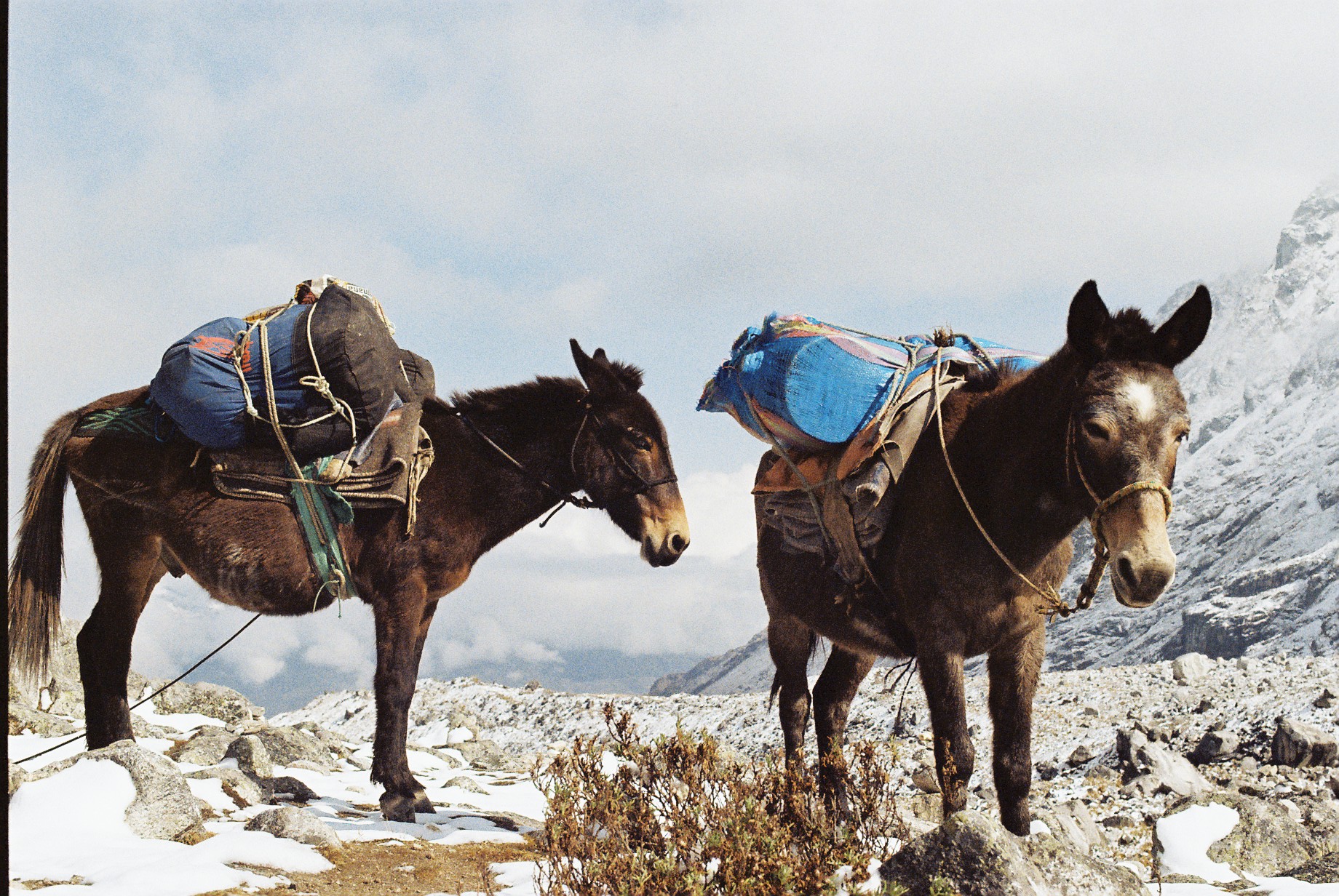 Mules on the Salkantay Pass
