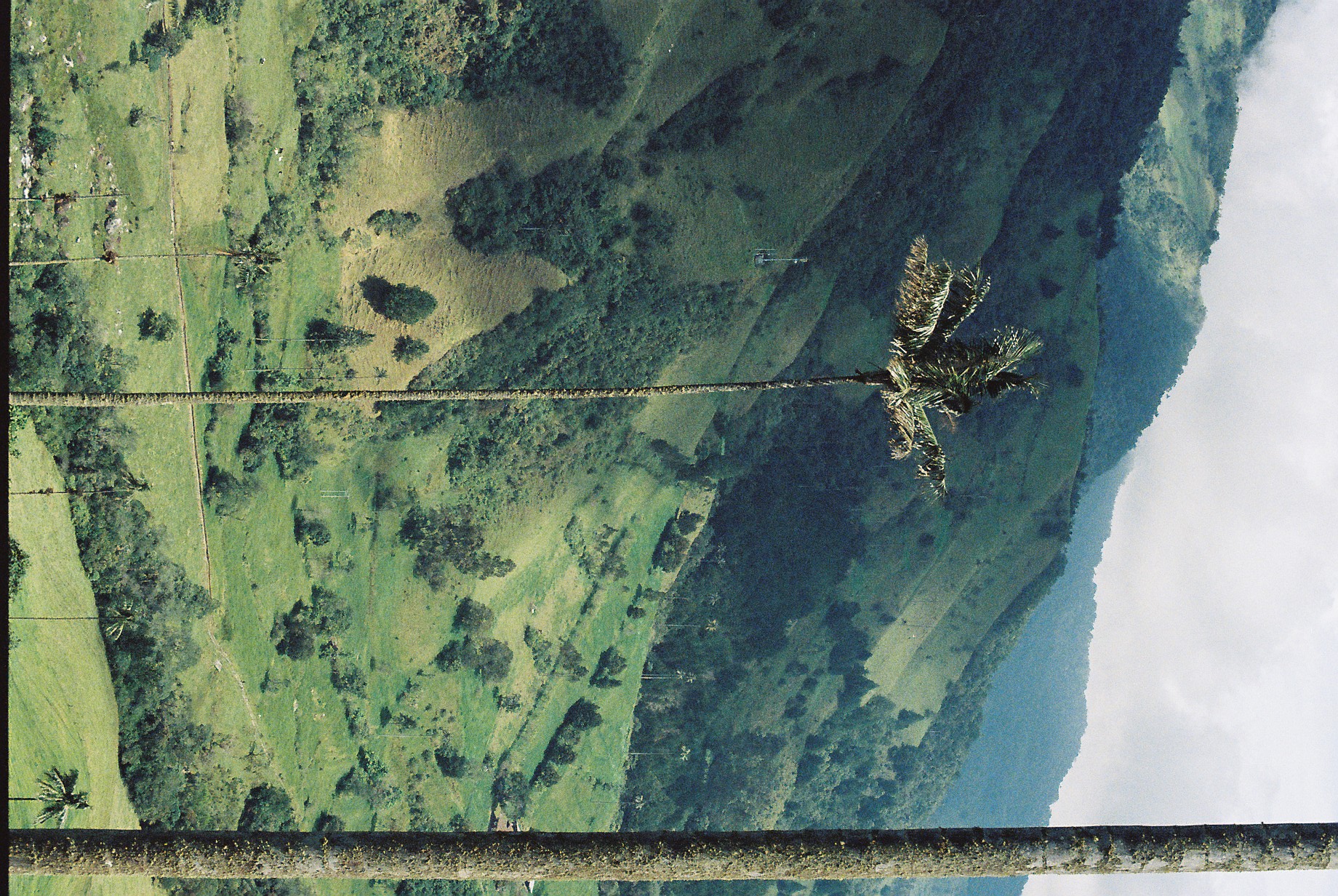 Tall palm trees in Salento, Colombia